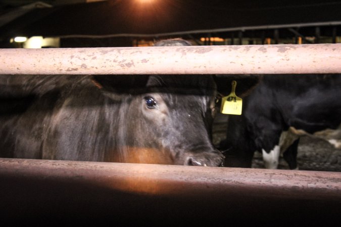 Manning Beef April 15th 2019