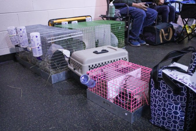 4-H Rabbit, Cavy and Small Animal Show 2026