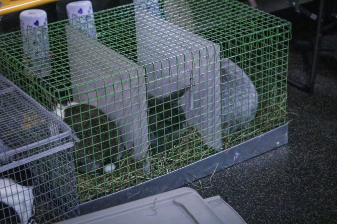 4-H Rabbit, Cavy and Small Animal Show 2026