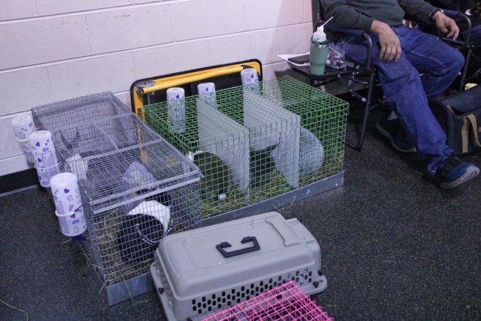 4-H Rabbit, Cavy and Small Animal Show 2026