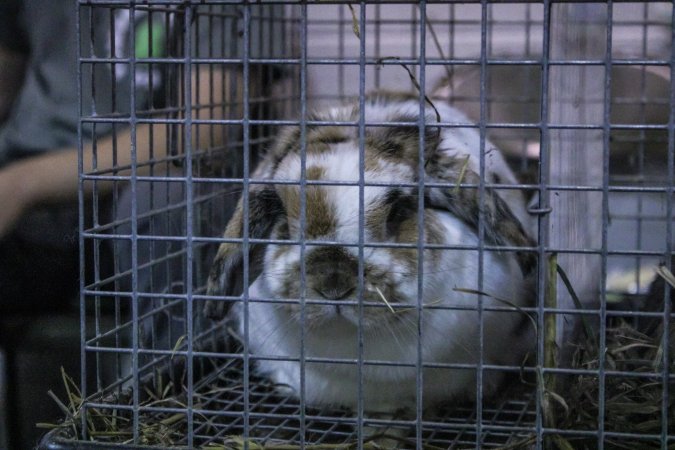 4-H Rabbit, Cavy and Small Animal Show 2026