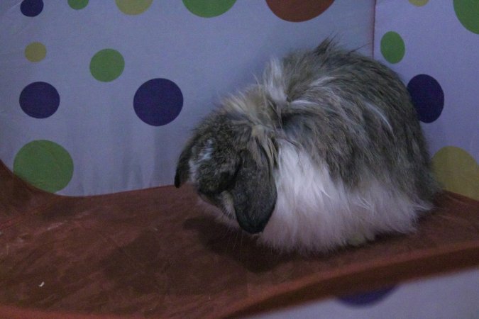 4-H Rabbit, Cavy and Small Animal Show 2026