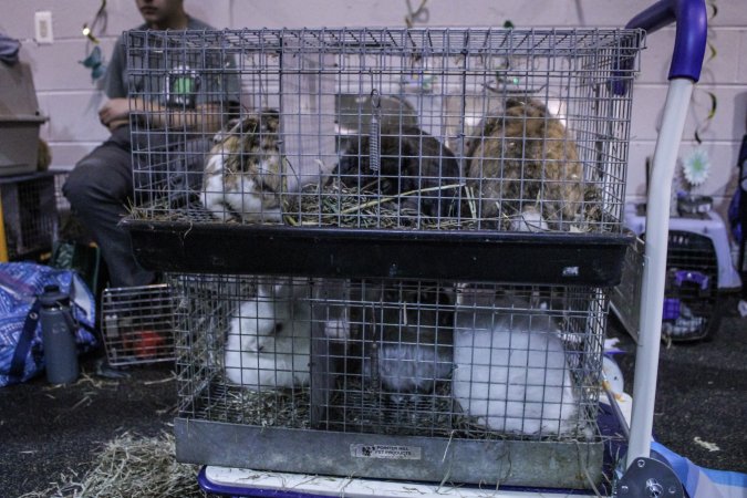 4-H Rabbit, Cavy and Small Animal Show 2026
