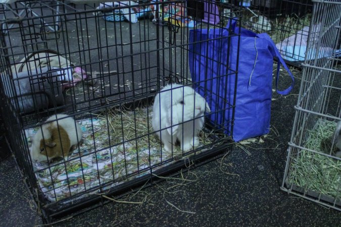 4-H Rabbit, Cavy and Small Animal Show 2026