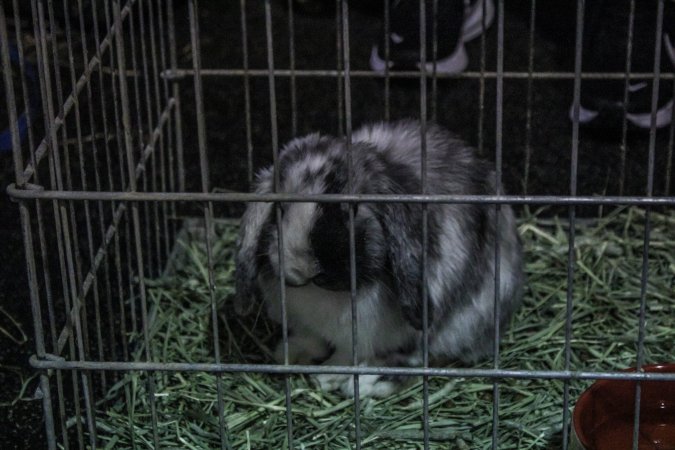 4-H Rabbit, Cavy and Small Animal Show 2026