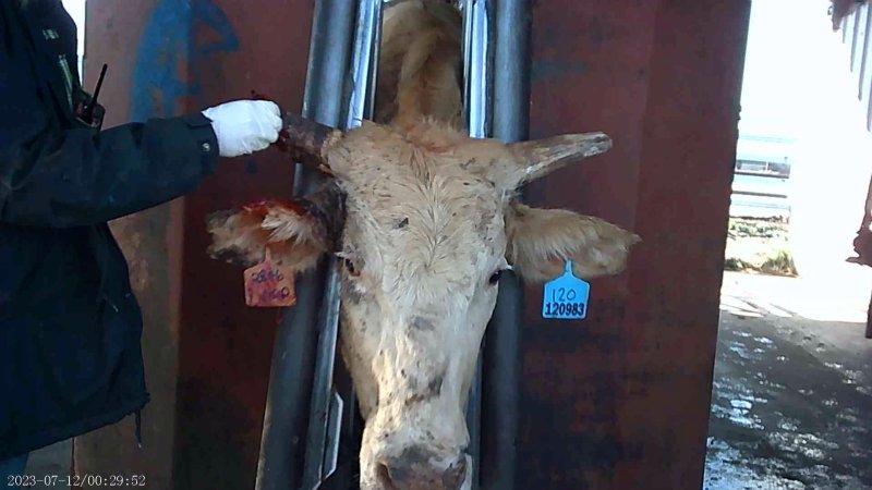 Cow in crush on feedlot
