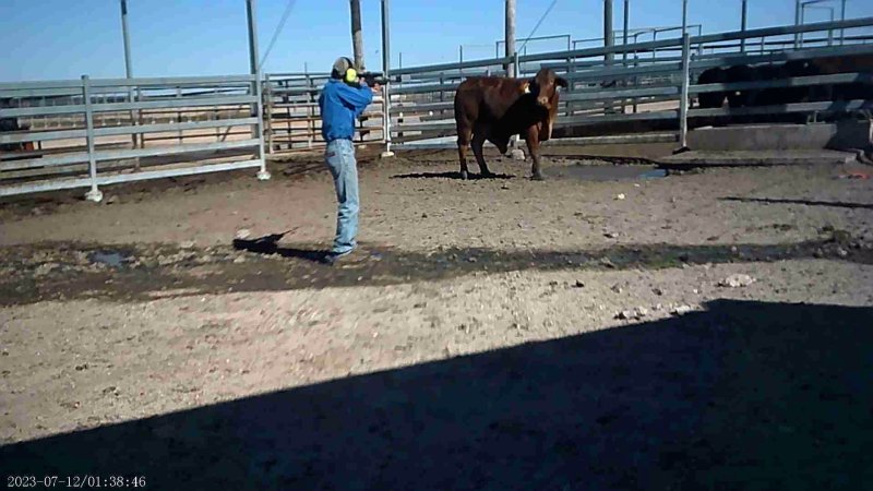 Cow about to be shot at Feedlot