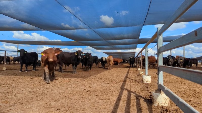 Cows at Feedlot