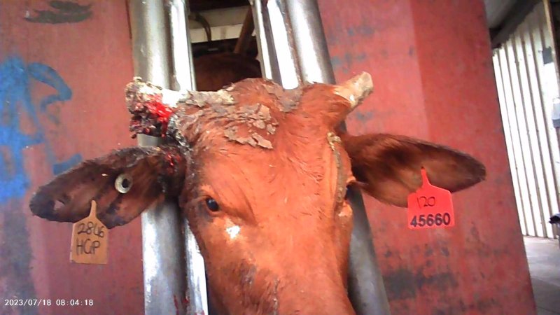 Cow in crush at Feedlot