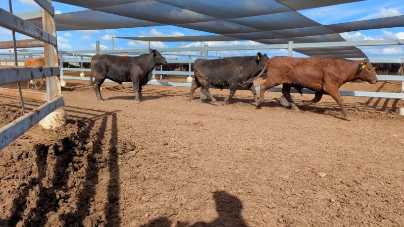 Cows at Feedlot