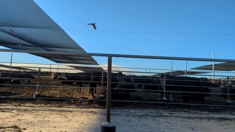 Cows at Feedlot