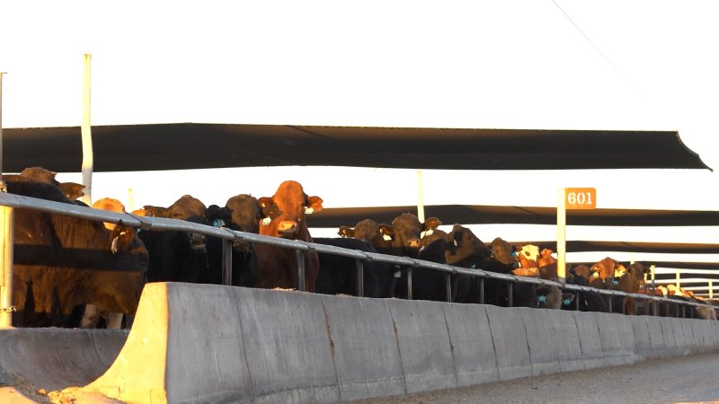 Cows at Feedlot