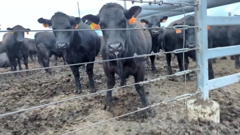 Cows at Feedlot