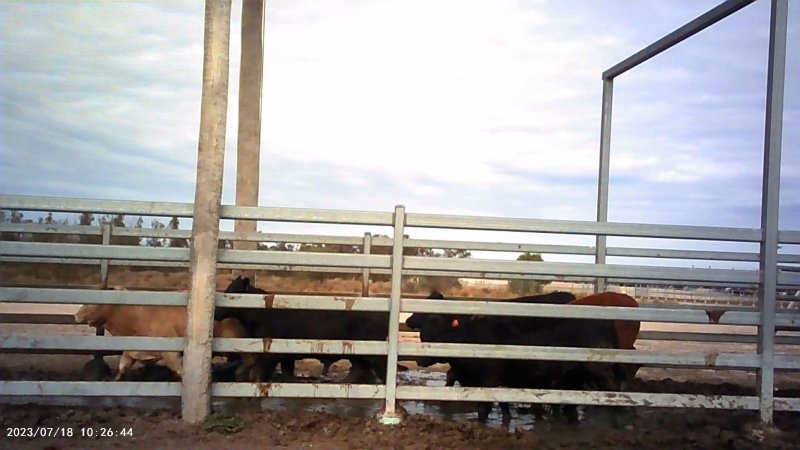 Cows at Feedlot