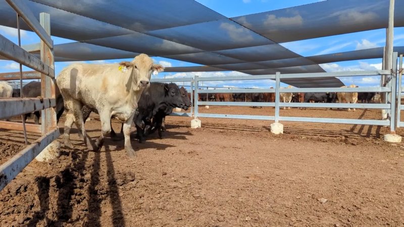 Cows at Feedlot