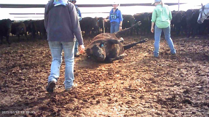 Cast cow at Feedlot