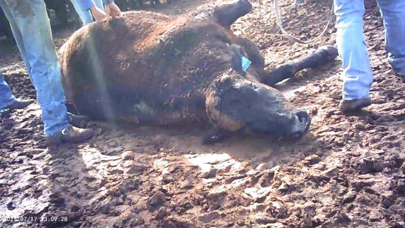 Cast cow at Feedlot