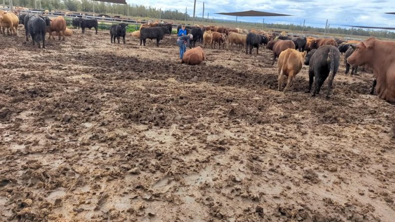 Cows at Feedlot