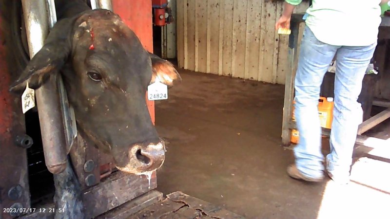 Cow in crush at Feedlot