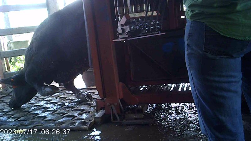 Cow in crush at Feedlot