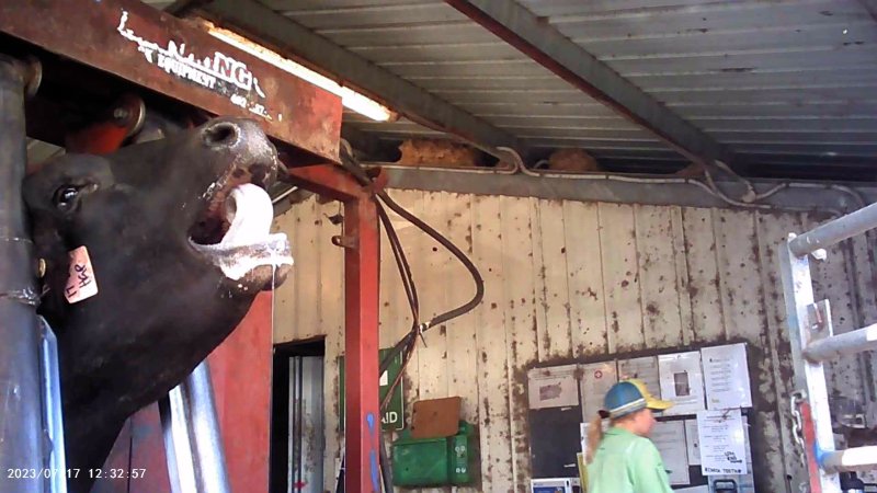 Cow in crush at Feedlot
