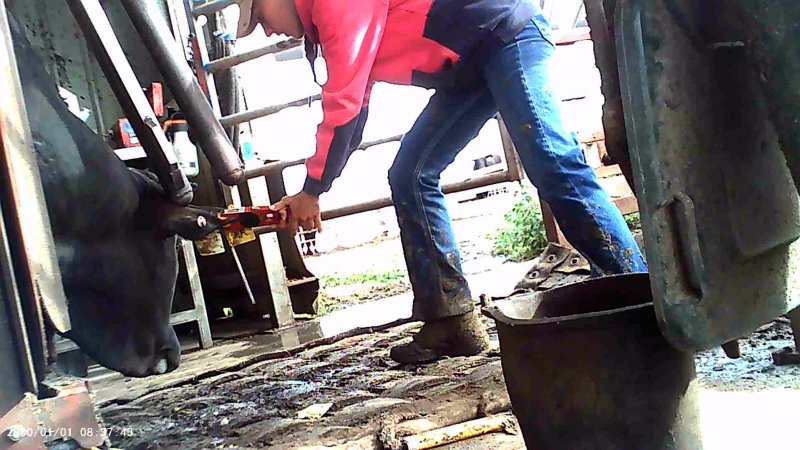Cow in crush at Feedlot - ear tagging