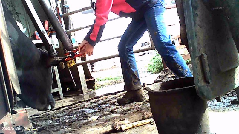 Cow in crush at Feedlot - ear tagging