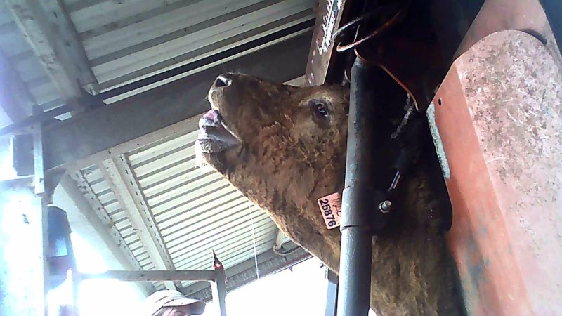 Cow in crush at Feedlot