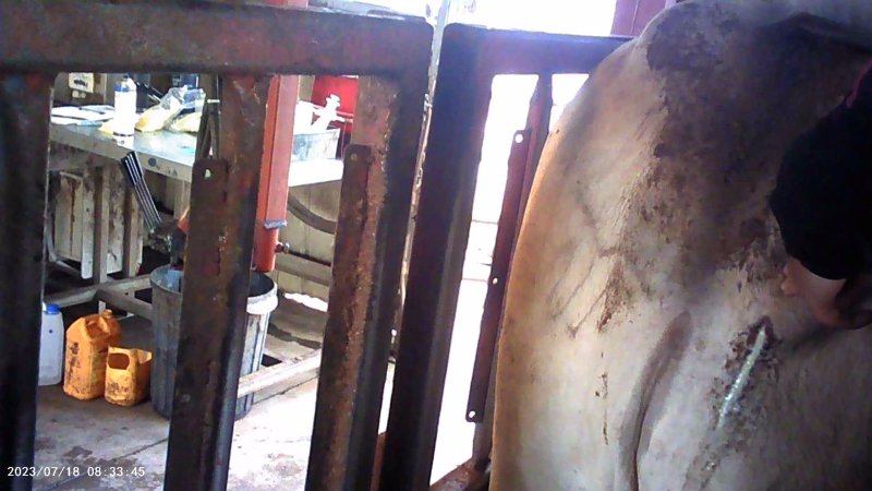 Cow in crush at Feedlot - pus
