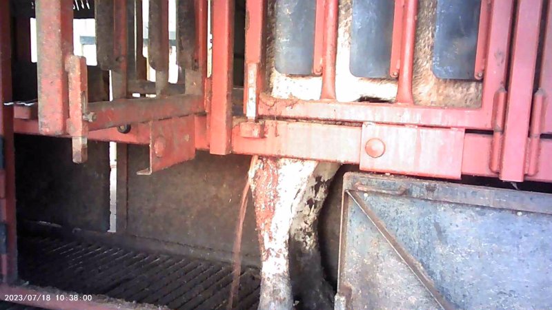 Cow in crush at Feedlot - bleeding