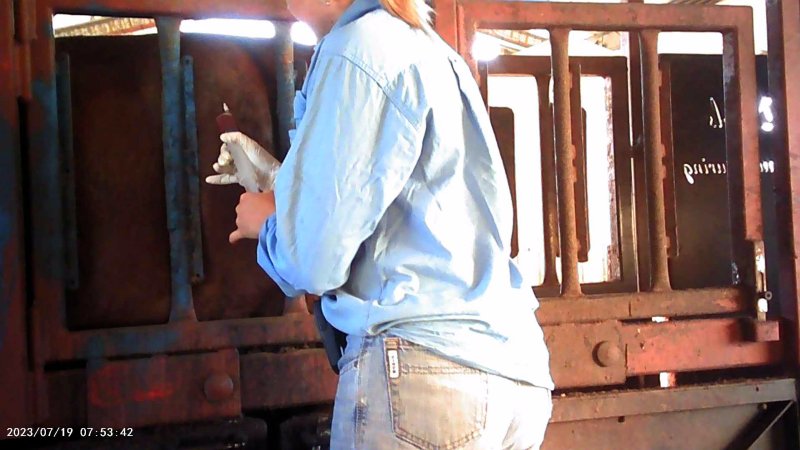 Cow in crush at Feedlot - injection