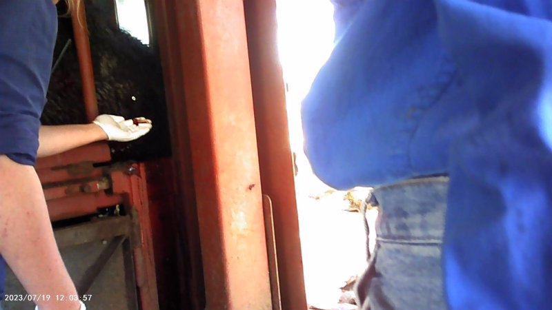 Cow in crush at Feedlot - bleeding