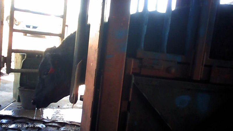 Cow in crush at Feedlot