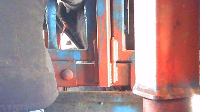 Cow in crush at Feedlot - bleeding
