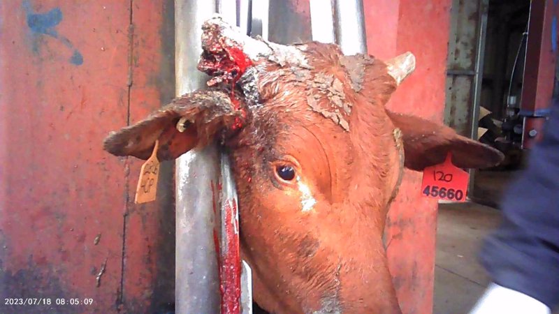 Cow in crush at Feedlot - infected horn