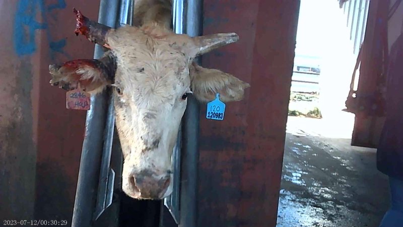 Cow in crush at Feedlot - infected horn