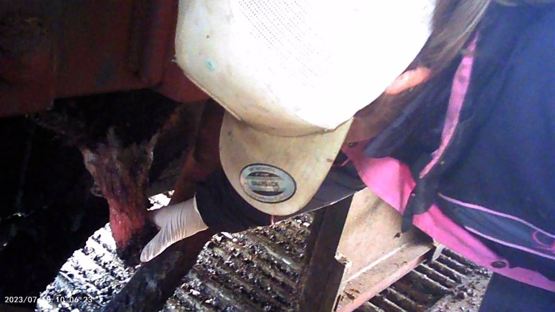 Cow in crush at Feedlot - prolapsed penis