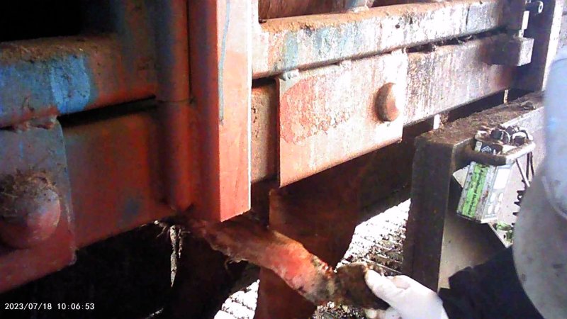 Cow in crush at Feedlot - prolapsed penis