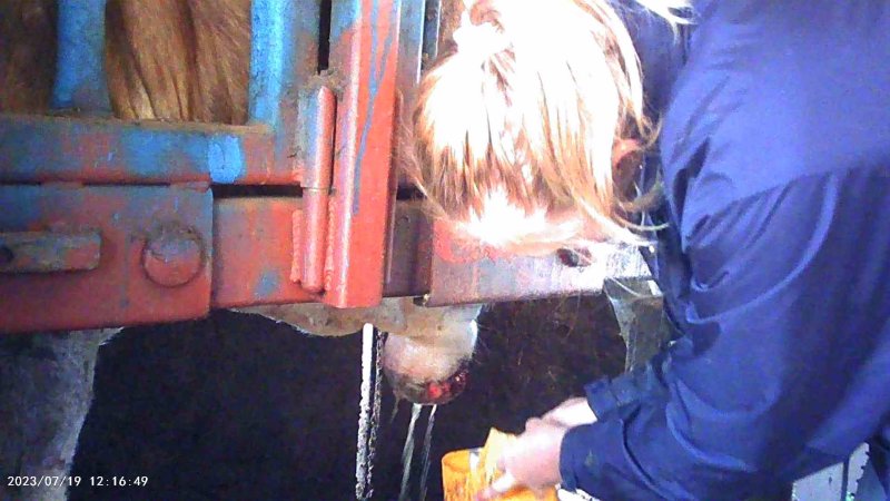 Cow in crush at Feedlot - prolapsed penis