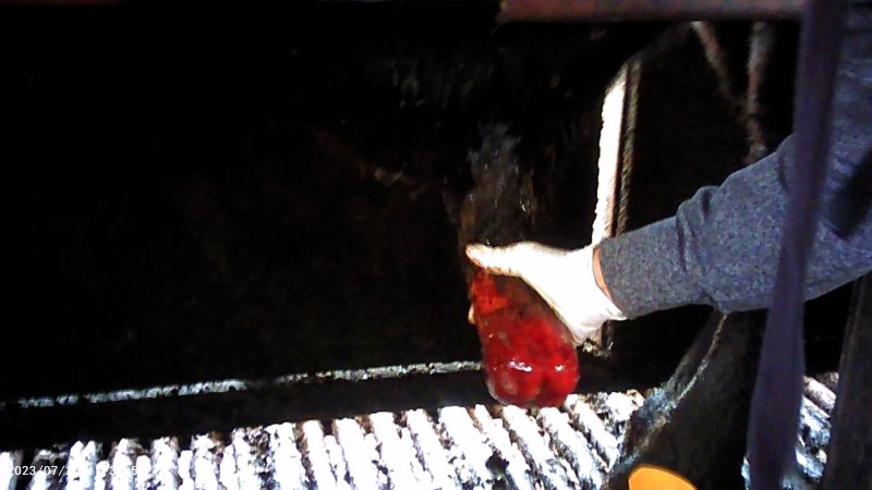 Cow in crush at Feedlot - prolapsed penis