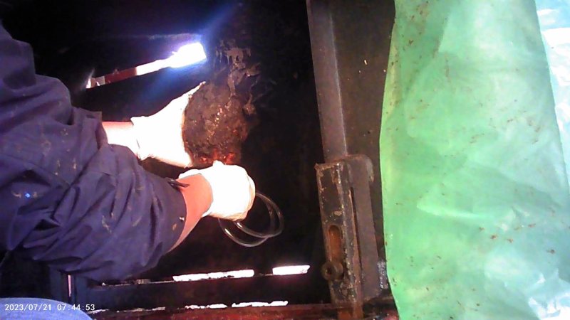 Cow in crush at Feedlot - prolapsed penis