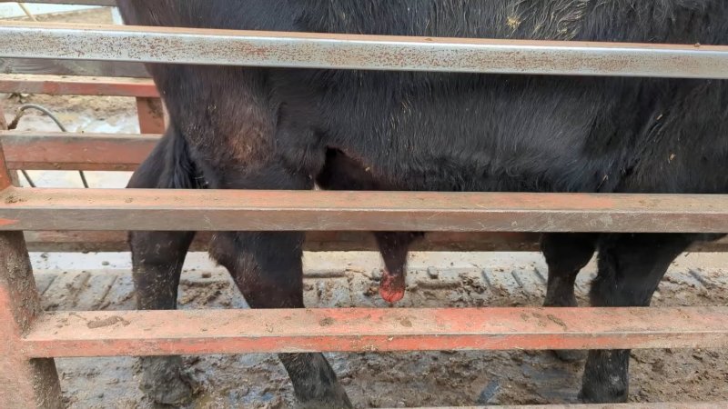 Cow at Feedlot - prolapsed penis