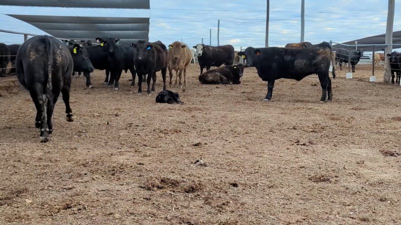 Calf born at feedlot