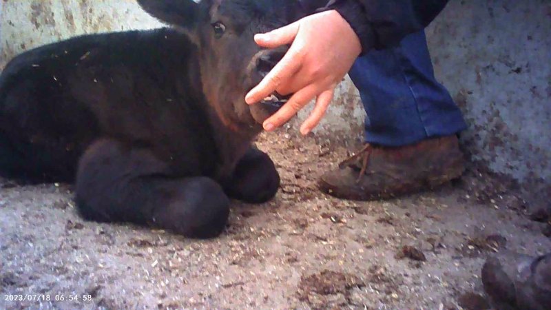 Calf born at feedlot