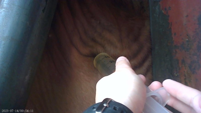 Drugs given to cows on feedlot