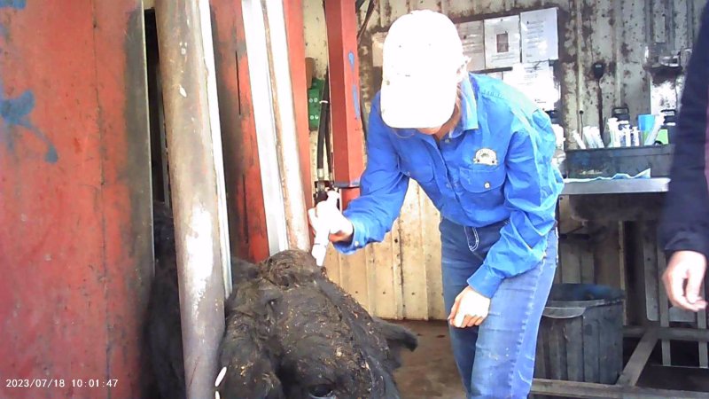 Drugs given to cows on feedlot