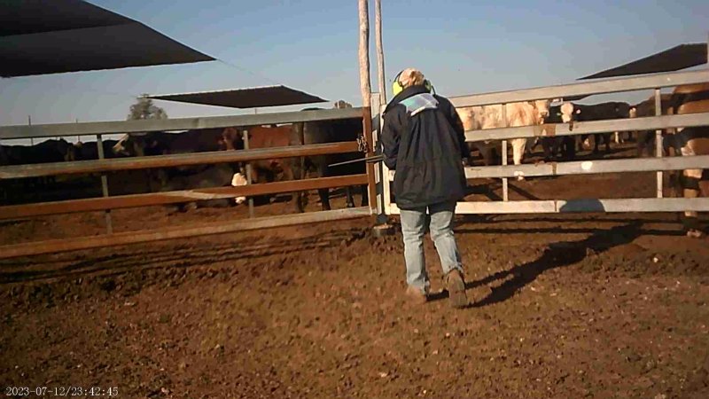 About to shoot cow at feedlot