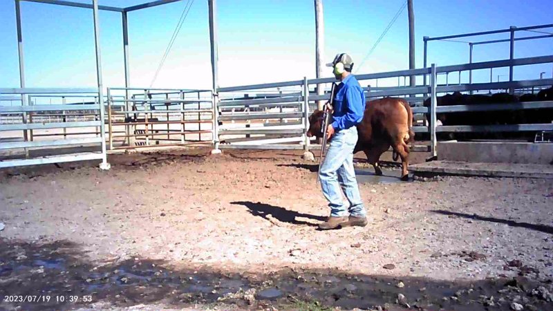 About to shoot cow at feedlot