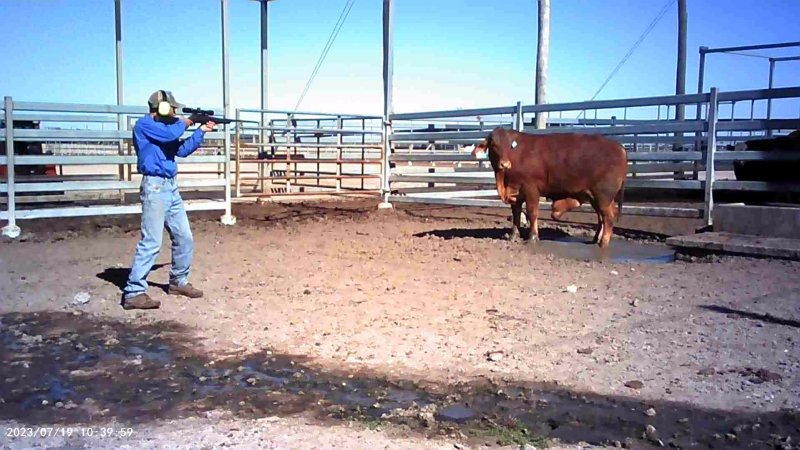 About to shoot cow at feedlot