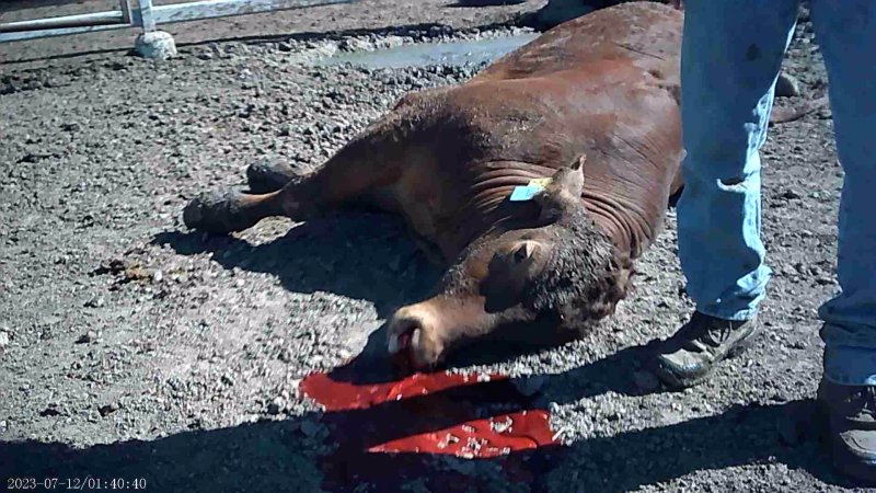 Cow shot at Feedlot